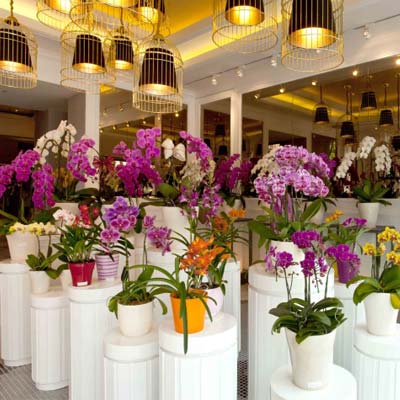 Mẫu thiết kế showroom cửa hàng hoa cây cảnh chuyên nghiệp